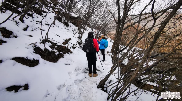 阴阳师踏雪寻踪活动爬塔高效阵容配置指南与搭配推荐