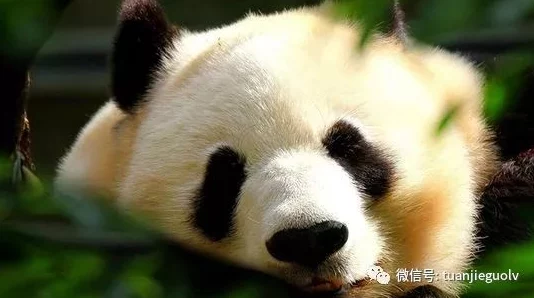 探索四虎国产精品免费入口的无限可能：畅享高清影视与多元文化的完美结合之旅