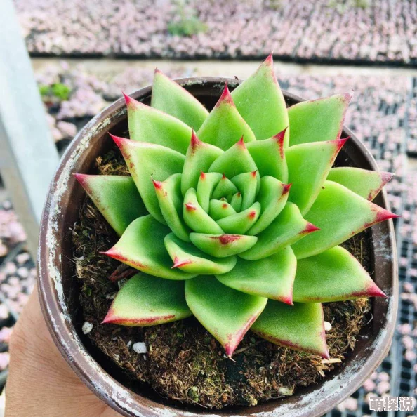 总受np文多肉bl最新进展：新作发布引发热议，粉丝期待后续剧情发展与角色互动升级