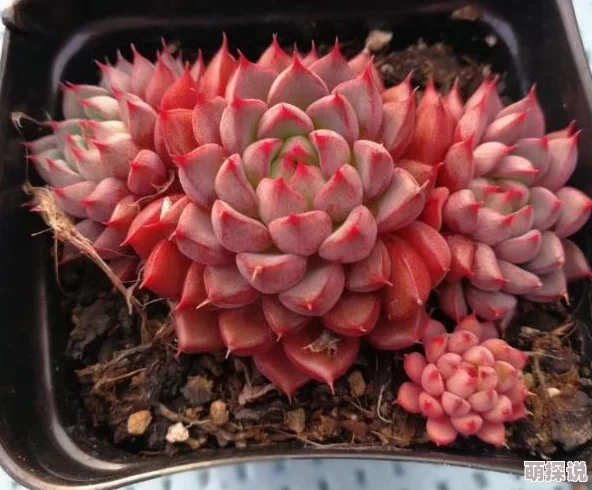 总受np文多肉bl最新进展：新作发布引发热议，粉丝期待后续剧情发展与角色互动升级