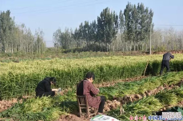 探索97久久久亚洲综合久久88的独特魅力：在多元文化交融中寻找无限可能与创意灵感