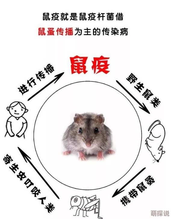 《明日之后》游戏指南：破损熊皮肉详细介绍及高效获取方法解析