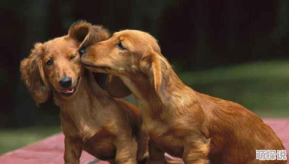 人与狗的深情瞬间：探索人类与犬类之间不可思议的情感纽带与生活点滴
