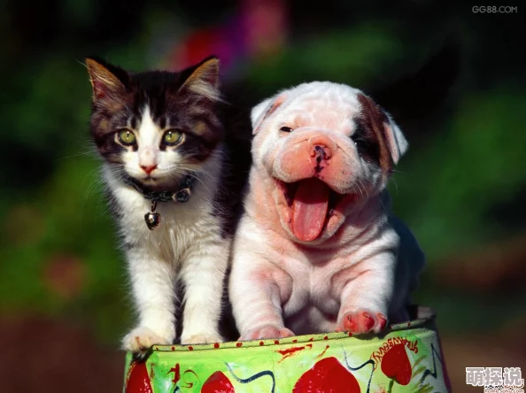 人与狗的深情瞬间：探索人类与犬类之间不可思议的情感纽带与生活点滴