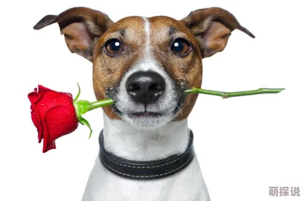 人与狗的深情瞬间：探索人类与犬类之间不可思议的情感纽带与生活点滴