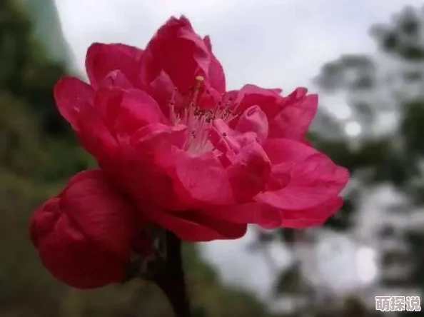 在璀璨星光下,探索明星柔嫩花苞的秘密与魅力,揭开她们背后的动人故事与心灵之美 在璀璨星光下,探索明星柔嫩花苞的秘密与魅力,揭开她们背后的动人故事与心灵之美