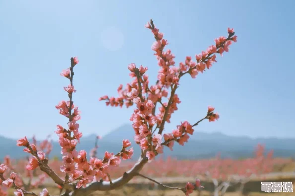 在璀璨星光下,探索明星柔嫩花苞的秘密与魅力,揭开她们背后的动人故事与心灵之美 在璀璨星光下,探索明星柔嫩花苞的秘密与魅力,揭开她们背后的动人故事与心灵之美