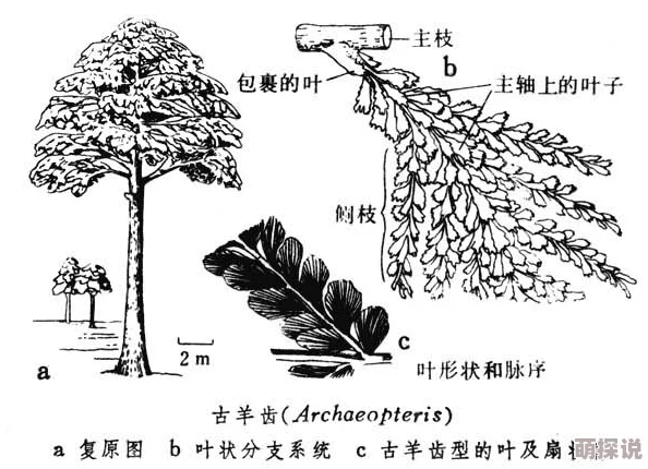 远古粗壮H灌满3p指的是远古时期的巨型植物灌木丛生态系统及其三维结构的描述