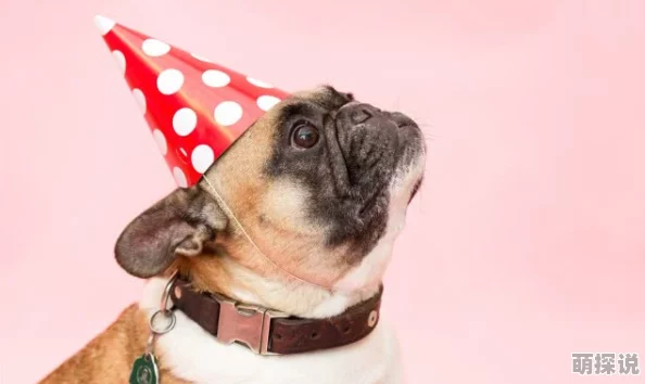 跟狗狗打扑克舒服吗无限恶女红色房间勇敢追梦创造美好未来