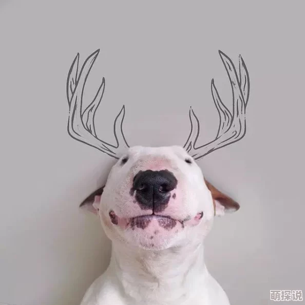 跟狗狗打扑克舒服吗无限恶女红色房间勇敢追梦创造美好未来