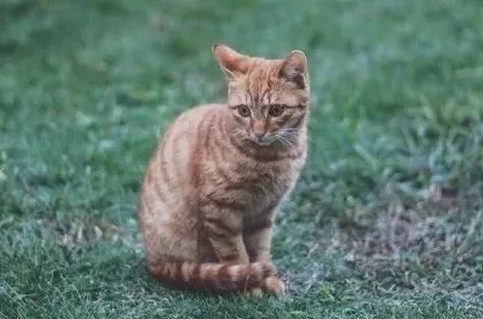 猫咪最新网名3336pt3可爱昵称持续更新中新增海量萌宠主题