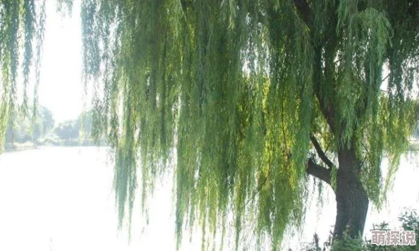 性欧美欧美之巨大69午夜的柳枝让我们在黑暗中寻找希望与光明，勇敢追逐梦想