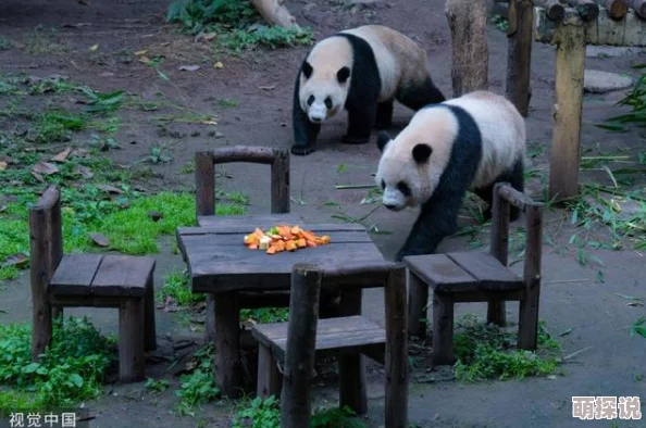 2024年惊喜发布！人气爆棚的动物园手机游戏大盘点，经典与新作汇总来袭！