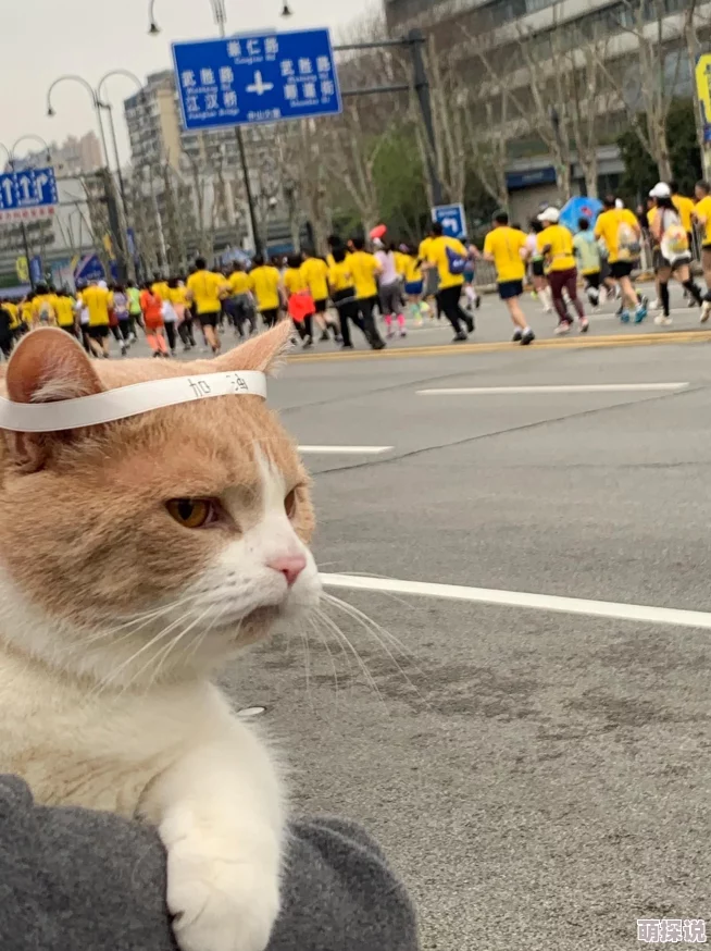 2024惊喜发布！有趣的猫咪游戏大全，耐玩排行TOP榜，新增神秘猫咪互动体验等你来探！