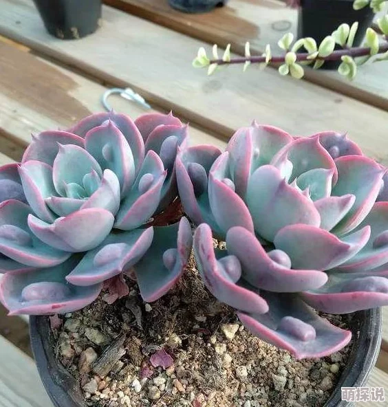 小早川怜子加勒比据说最近迷上了园艺并在自家阳台种满了多肉植物