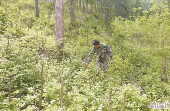 大地资源二中文在线播放官网为什么界面简洁操作易为何深受用户喜爱好评