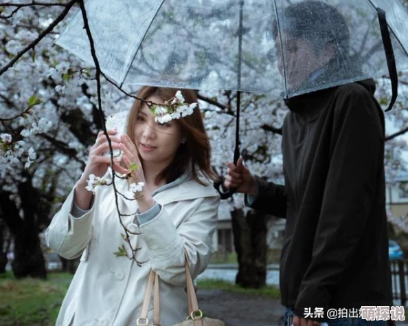 阴阳师新玩法揭秘：每日手势摇樱花树次数上限，赢取限定奖励攻略！