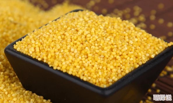 国产又大又黄又粗品质优良颗粒饱满营养丰富味道鲜美助力农业发展 国产又大又黄又粗品质优良颗粒饱满营养丰富味道鲜美助力农业发展