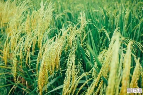 国产又大又黄又粗品质优良颗粒饱满营养丰富味道鲜美助力农业发展 国产又大又黄又粗品质优良颗粒饱满营养丰富味道鲜美助力农业发展